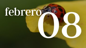 08 FEBRERO