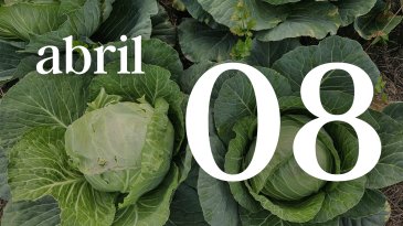 08 ABRIL