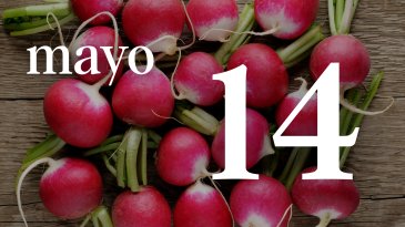 14 MAYO