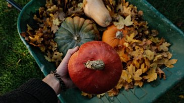Huerta oto&ntilde;o: cultivo arom&aacute;ticas y hortalizas