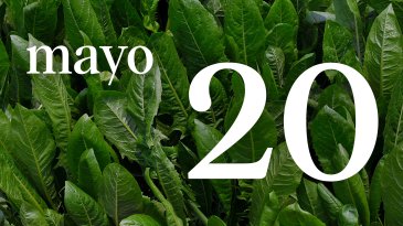 20 MAYO