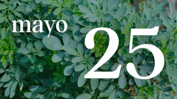 25 MAYO