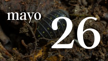 26 MAYO