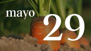 29 MAYO