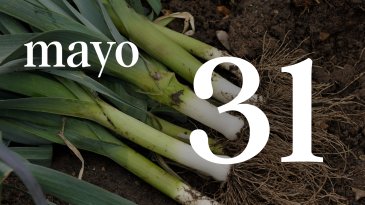 31 MAYO