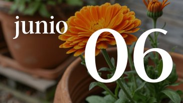 06 JUNIO