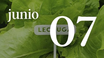 07 JUNIO