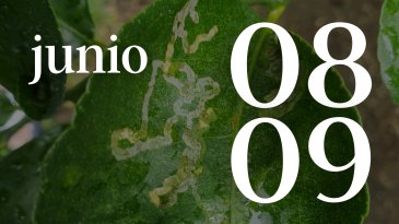08 Y 09 JUNIO