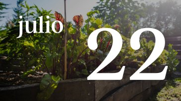 22 JULIO