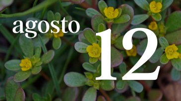 12 AGOSTO
